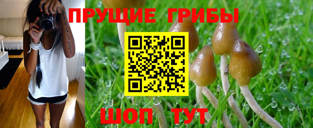 Псилоцибиновые грибы GOLDEN TEACHER  купить закладку  Вход с VPN  Заводоуковск  Галлюциногенные грибы GOLDEN TEACHER 